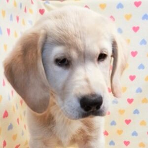 ミックス犬