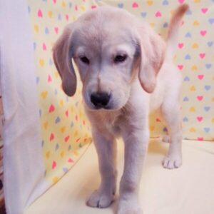 Alternative view of ミックス犬