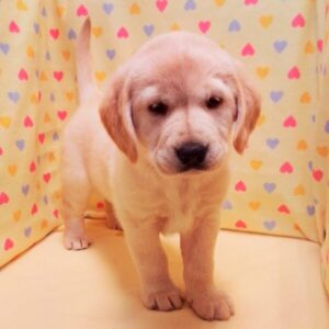 Alternative view of ミックス犬
