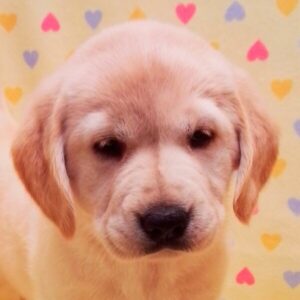 ミックス犬