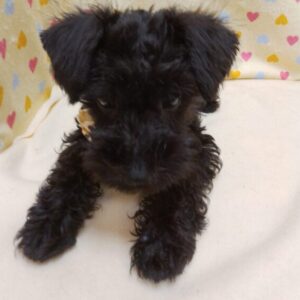 Alternative view of ミックス犬