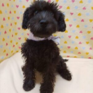 Alternative view of ミックス犬