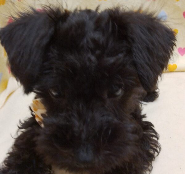 ミックス犬