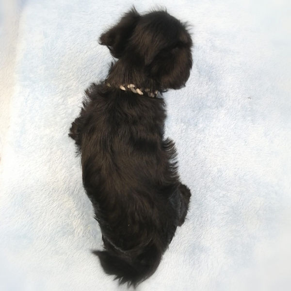 ミックス犬 - 画像 (3)