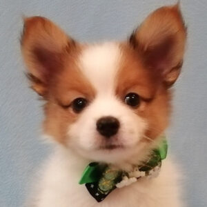 ミックス犬