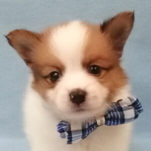 ミックス犬