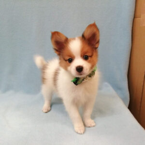 Alternative view of ミックス犬