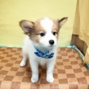 Alternative view of ミックス犬