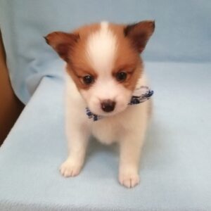 Alternative view of ミックス犬