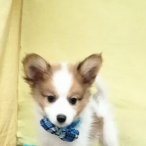 ミックス犬