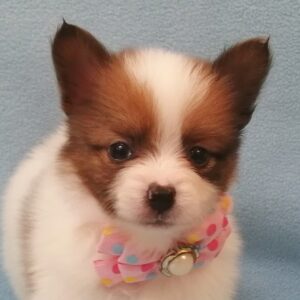 ミックス犬