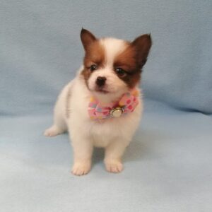 Alternative view of ミックス犬