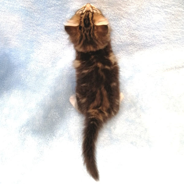 ミックス猫 - 画像 (4)