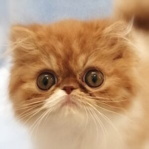 エキゾチック