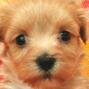 ミックス犬
