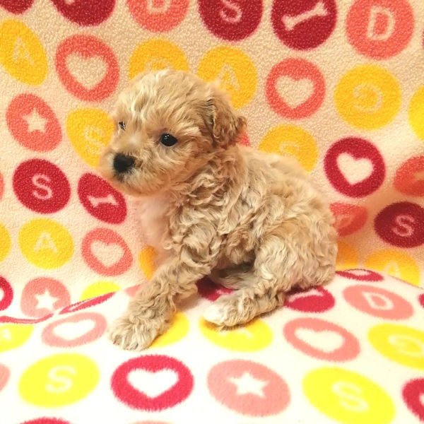 ミックス犬 - 画像 (5)