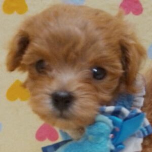 ミックス犬