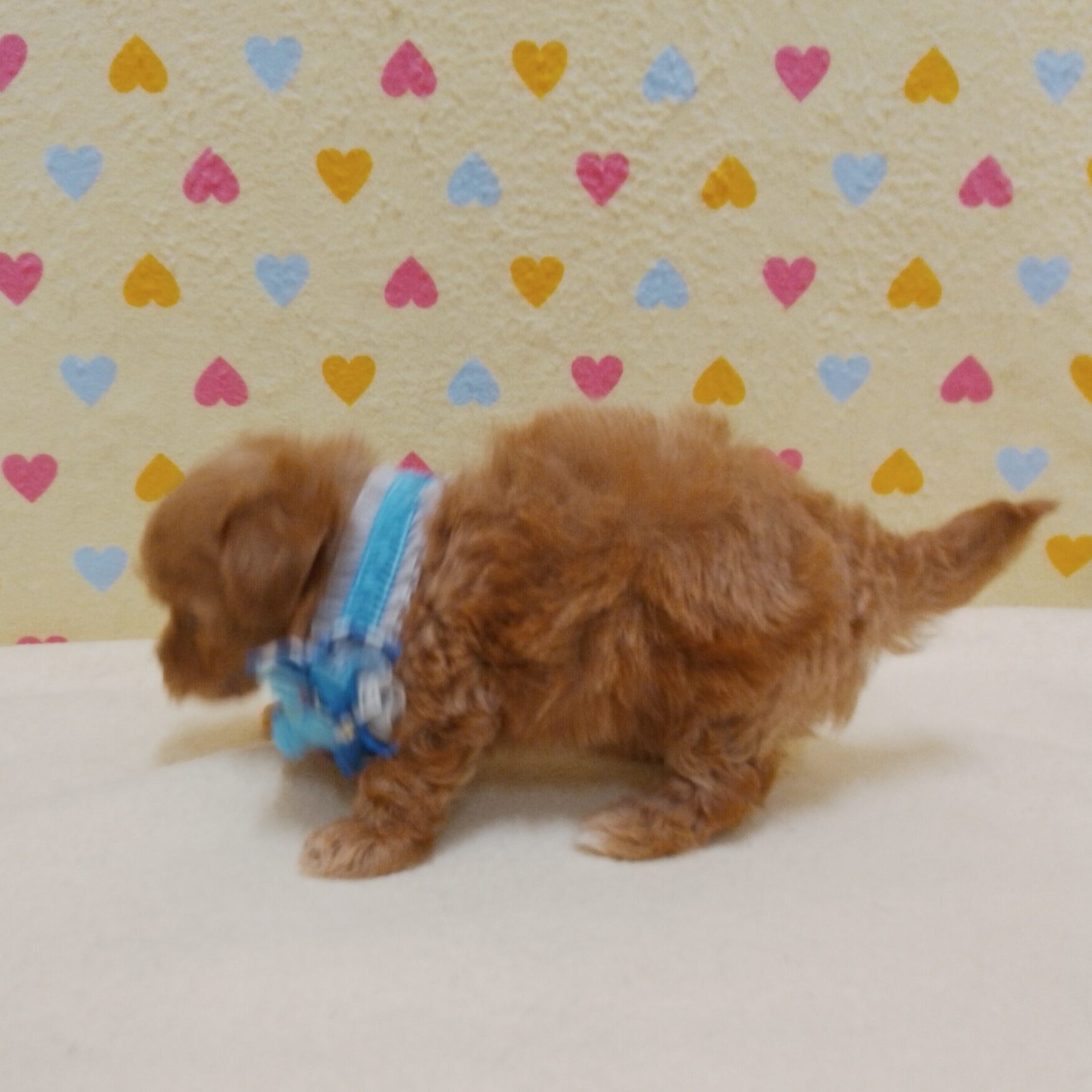 ミックス犬 - 画像 (5)