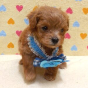 Alternative view of ミックス犬