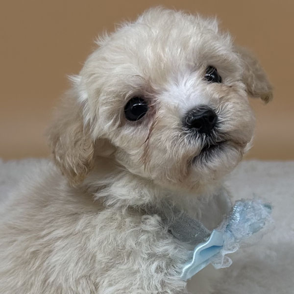 ミックス犬