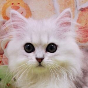 ミックス猫