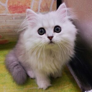 Alternative view of ミックス猫