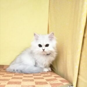 Alternative view of ミックス猫