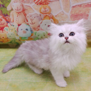 Alternative view of ミックス猫