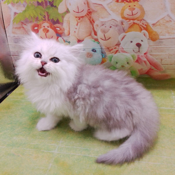 ミックス猫 - 画像 (3)