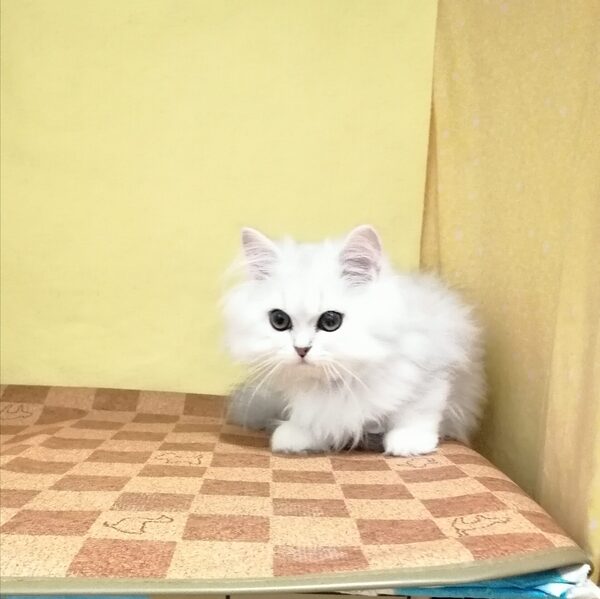 ミックス猫 - 画像 (4)
