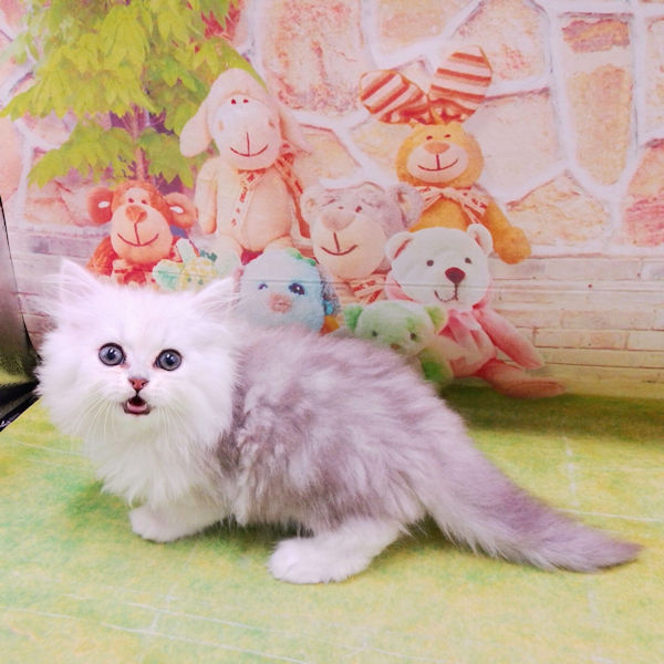 ミックス猫 - 画像 (4)