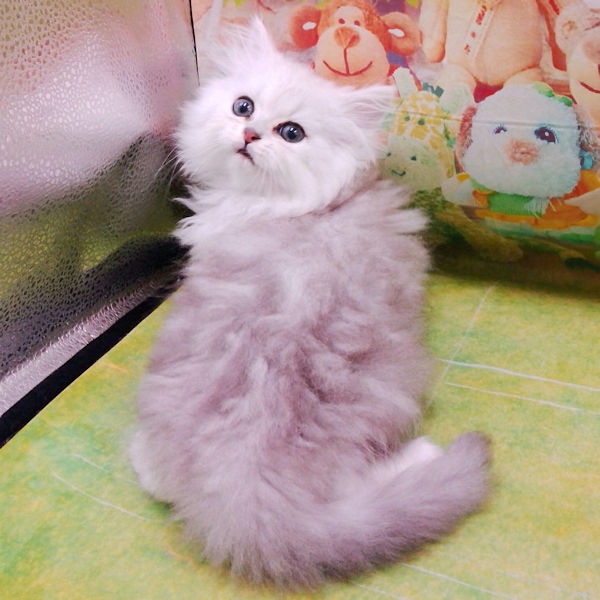ミックス猫 - 画像 (5)