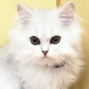 ミックス猫
