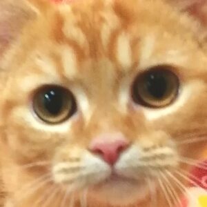 スコティッシュ・フォールド