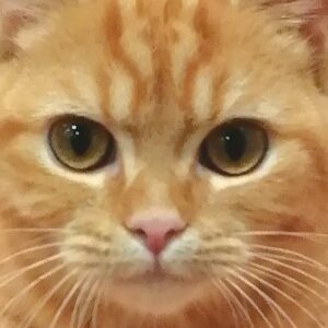 スコティッシュ・フォールド