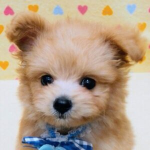 ミックス犬
