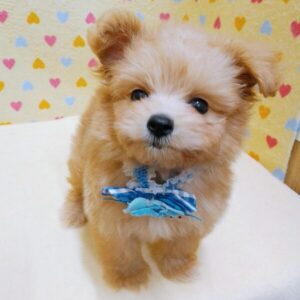 Alternative view of ミックス犬
