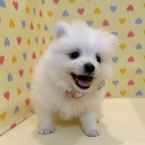Alternative view of ミックス犬