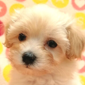 ミックス犬
