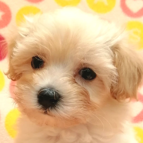 ミックス犬