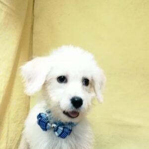 ミックス犬