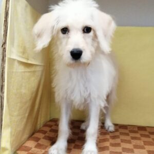 Alternative view of ミックス犬