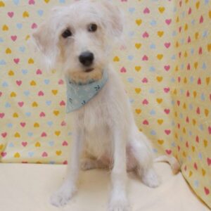 Alternative view of ミックス犬