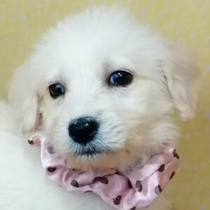 ミックス犬