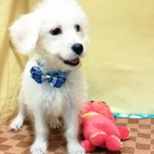 Alternative view of ミックス犬