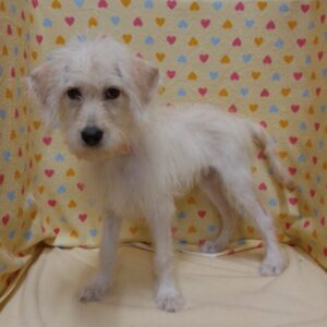 Alternative view of ミックス犬