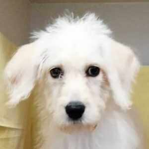 ミックス犬