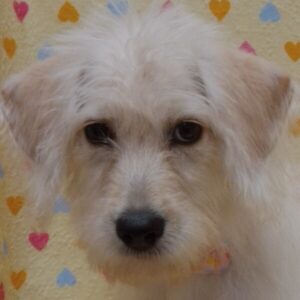 ミックス犬