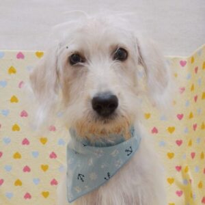 ミックス犬
