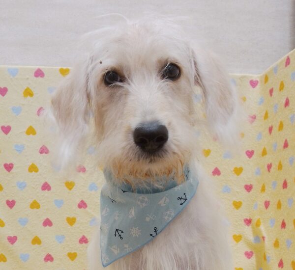 ミックス犬